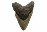 Fossil Megalodon Tooth - North Carolina #245890-1
